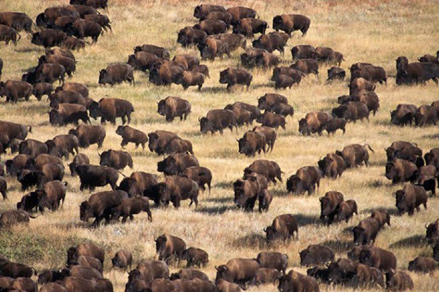 buffalo herd